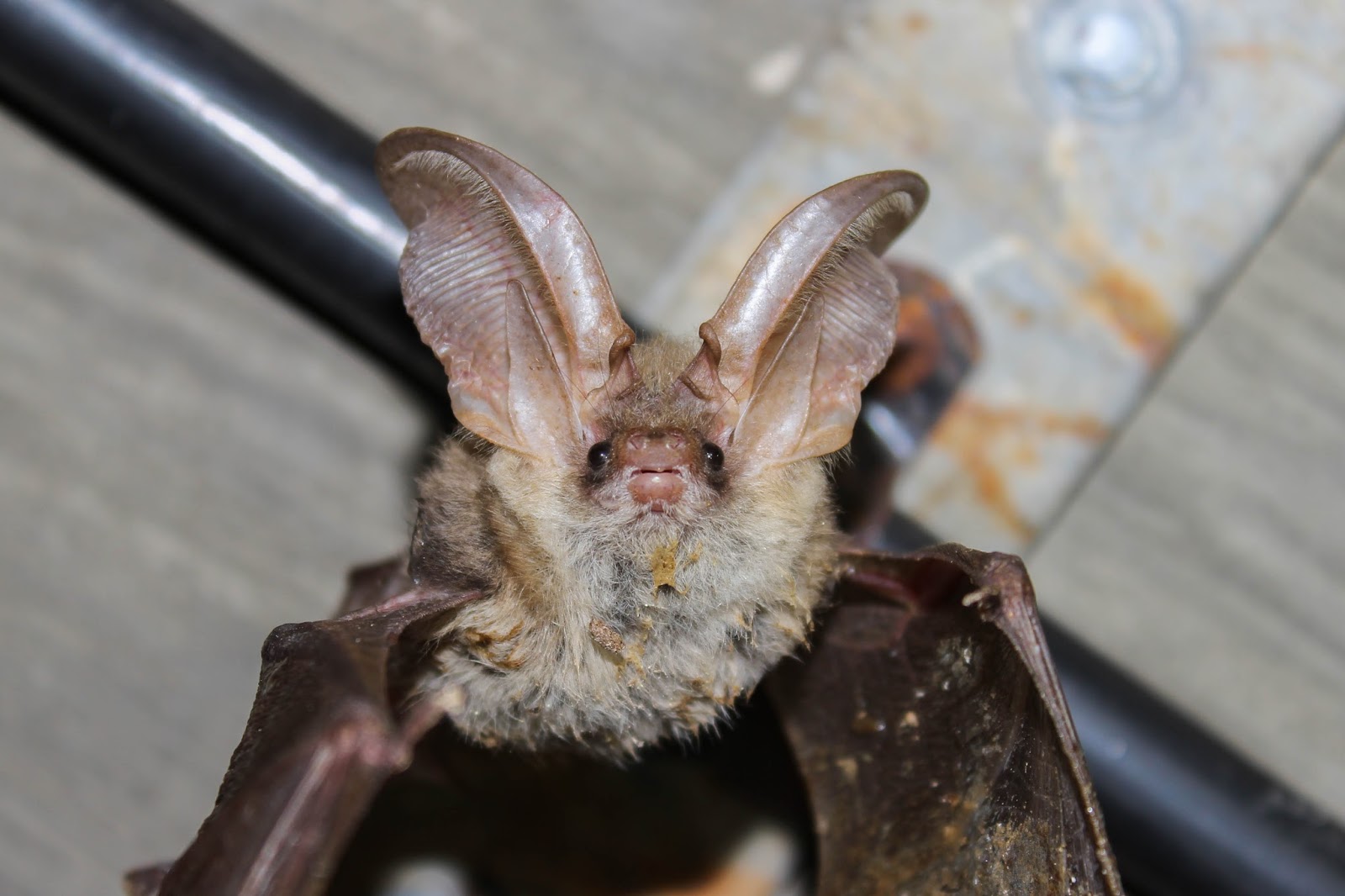 Biodiversity of Cyprus by NGO Protection of the Natural Heritage and