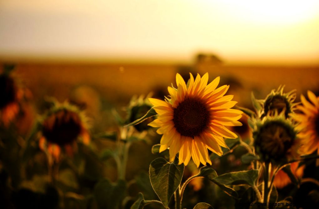 Sunflower and sunset by pohlmannmark on DeviantArt