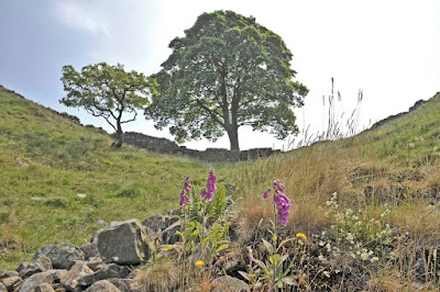 Foxgloves and rocks in the foreground, Sycamore Gap in the background