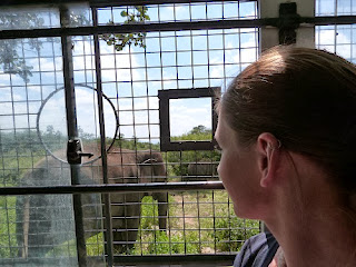 Watching elephants from a safe place
