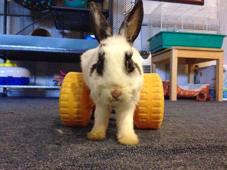 Disapproving Bun: Dolly - A Little Disabled Rabbit