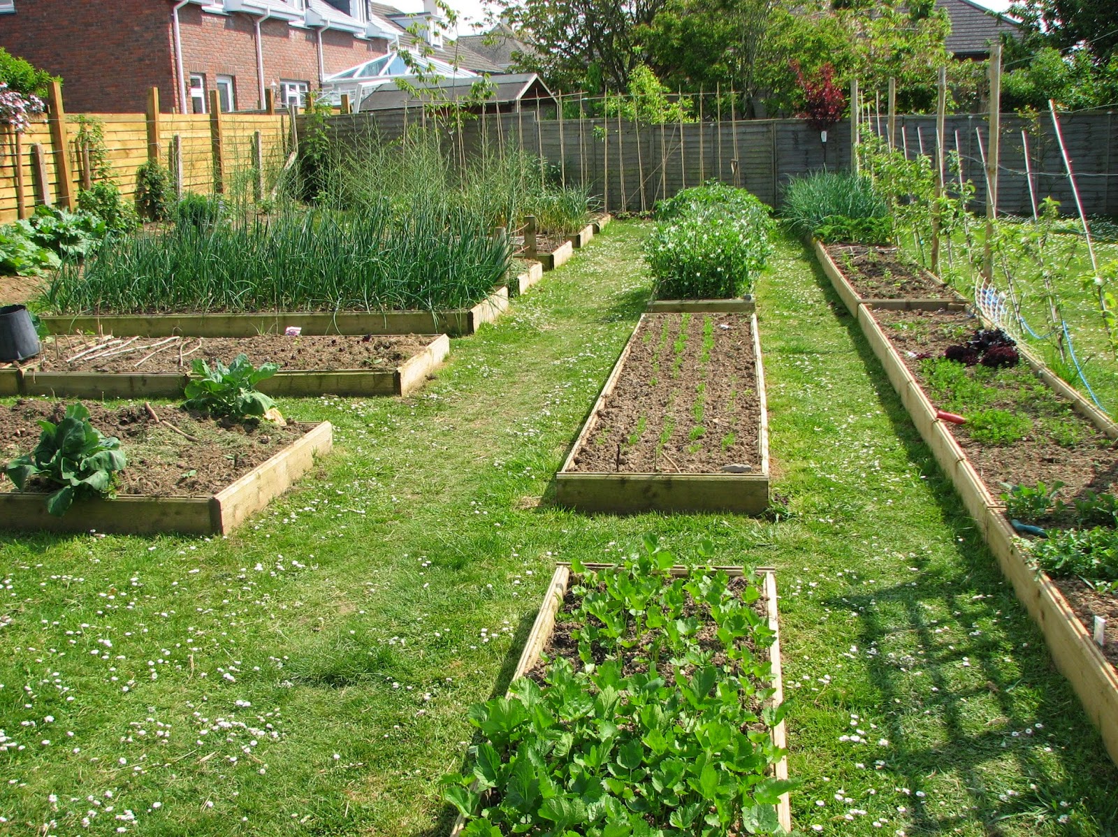 organic backyard gardening - talentneeds -