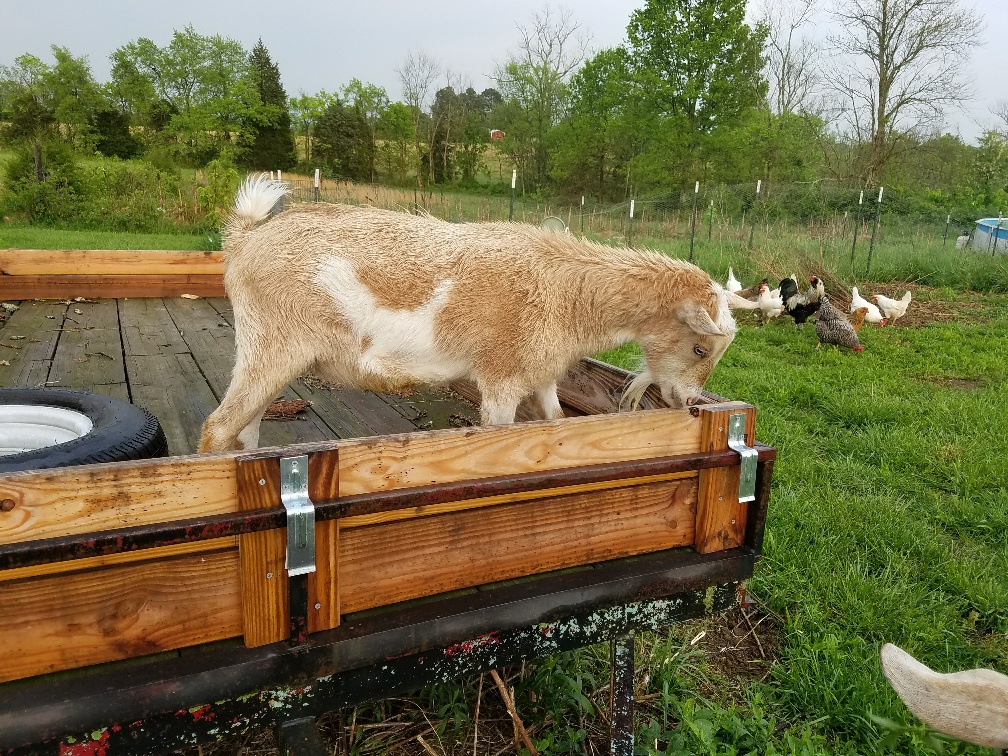 International Blue: Jump Rope with Goats in a Storm