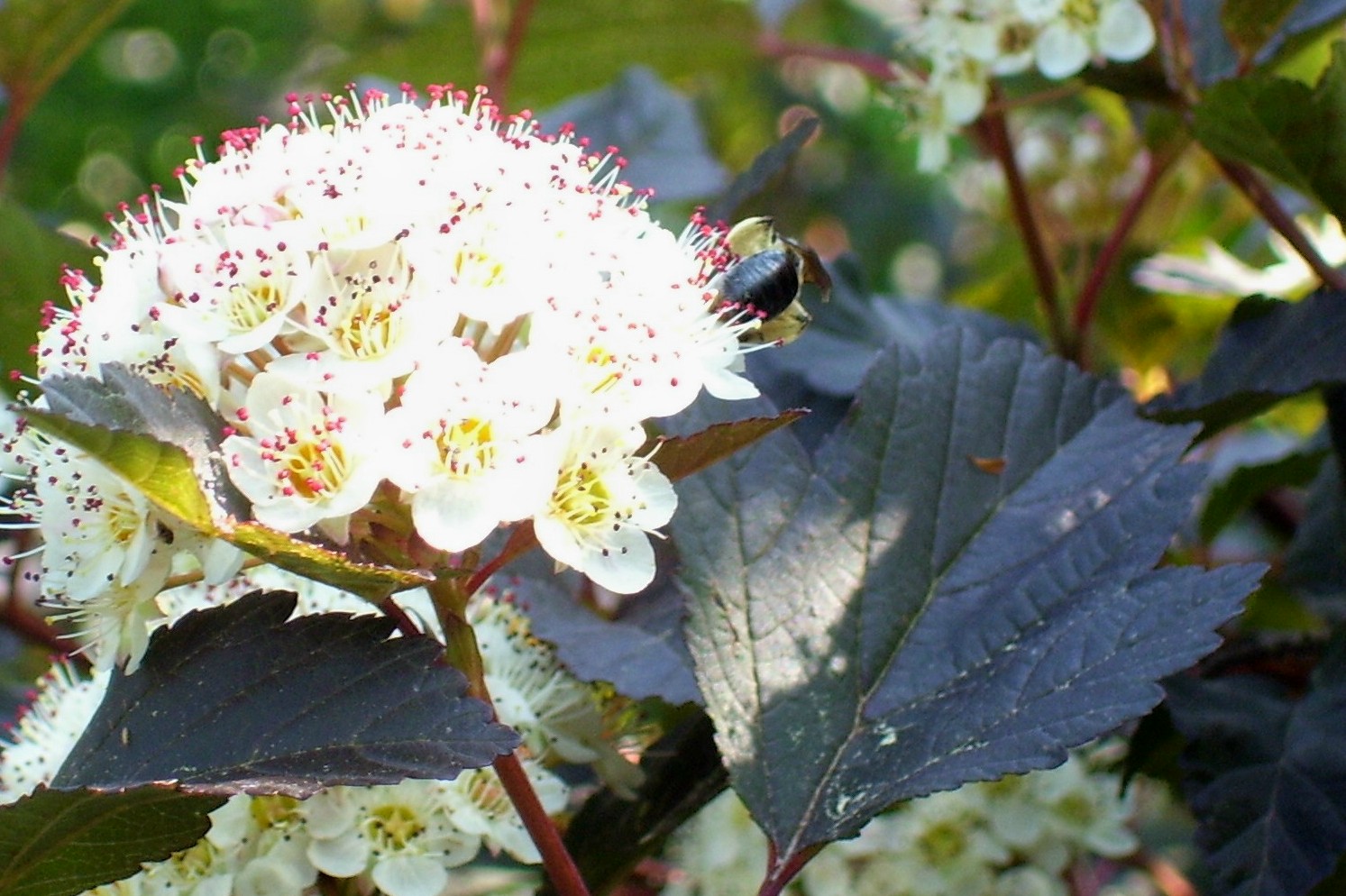 Talking to Plants Drunk with It