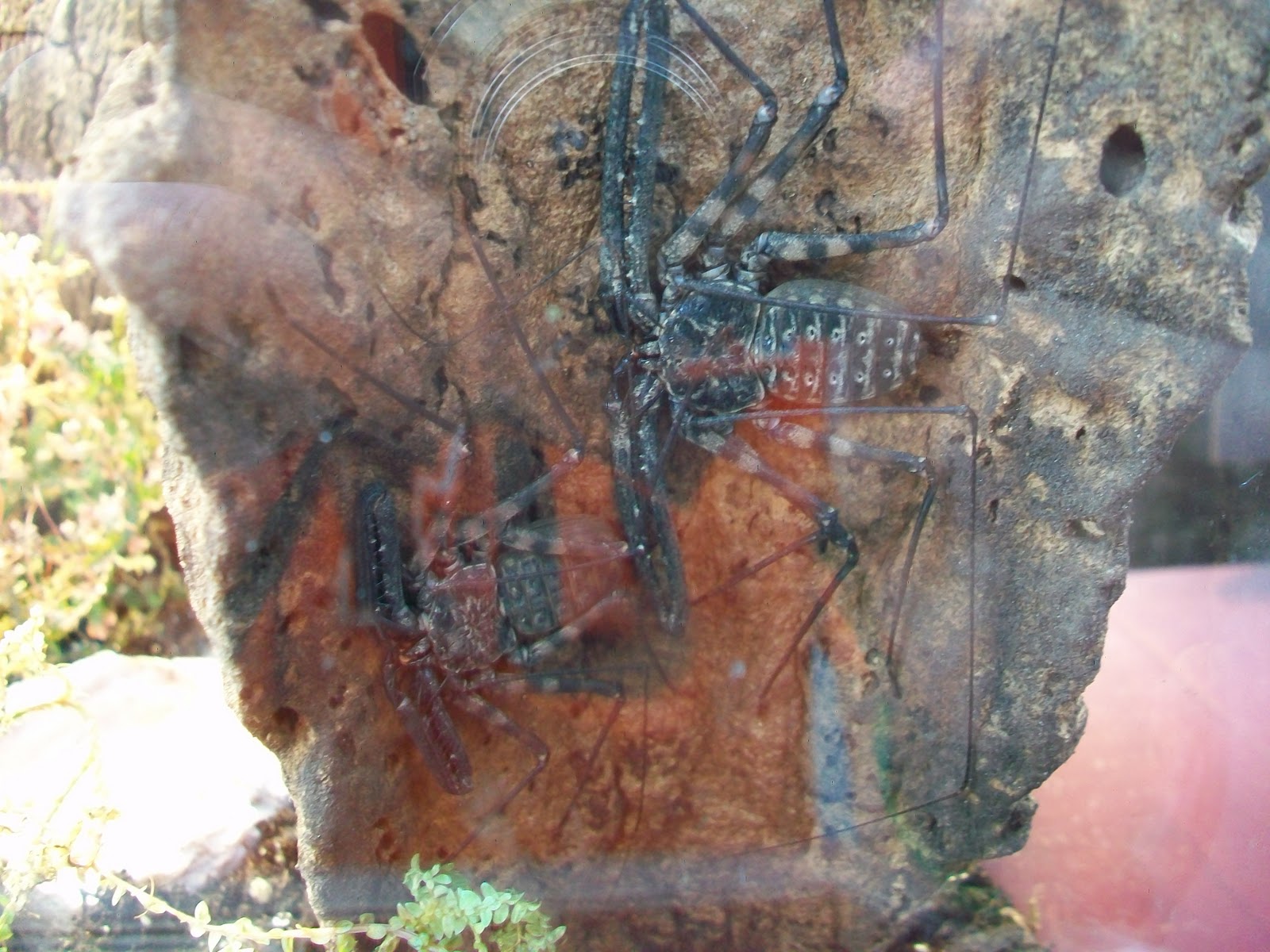 Notice Nature