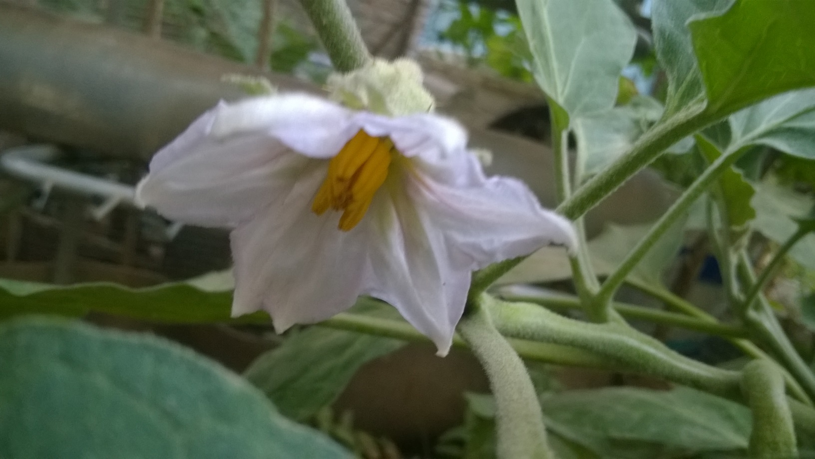 How To Grow Eggplant