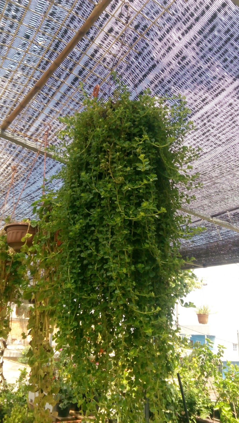 Gambar 14 Desain Taman Gantung Minimalis Membuatnya Teras Rumah Gambar