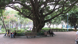 Banyan Tree.