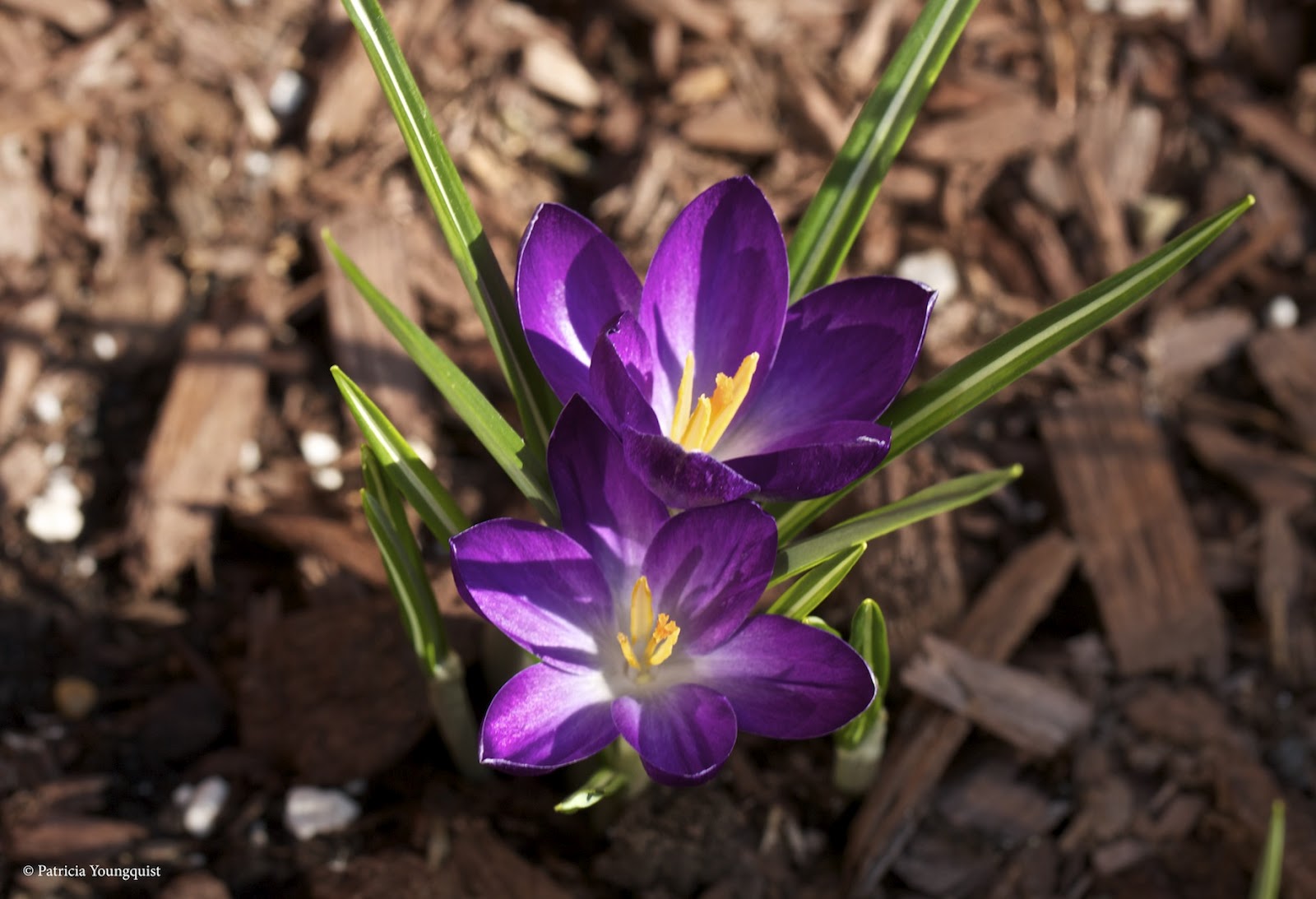 The Last Leaf Gardener Ah, crocuses!