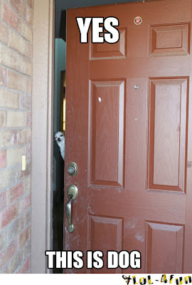 Funny house dog open the door