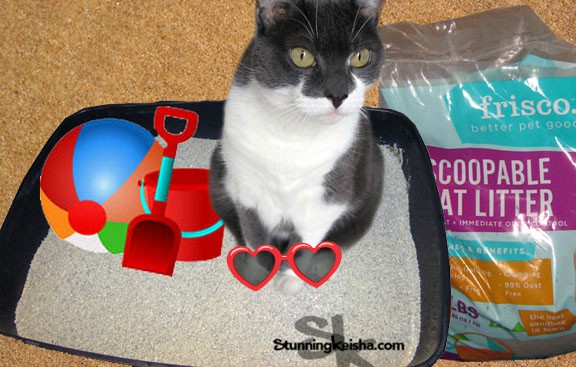 cat sand table