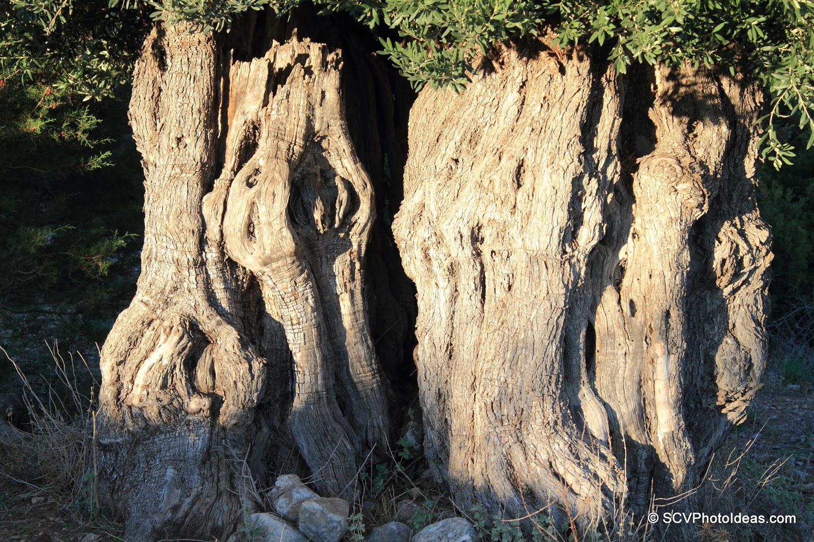3000 year old ancient Olive lighted by sun setting - cavity