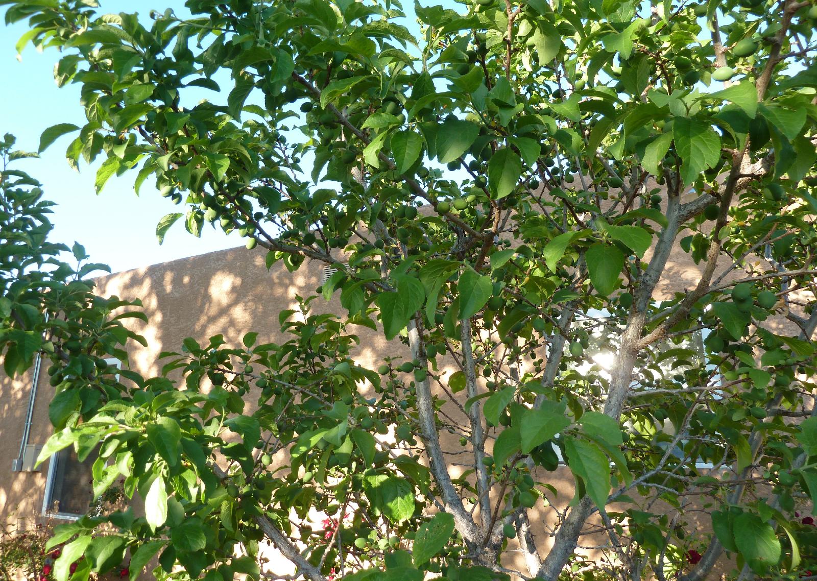 What Fruit Trees Grow In Albuquerque Fruit Trees