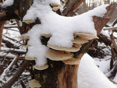 Puszcza Niepołomicka zimą, koniec ferii zimowych 2019, grzyby 2019, grzyby zimą, grzyby pod śniegiem
