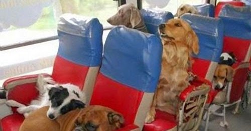 transportation services for dogs