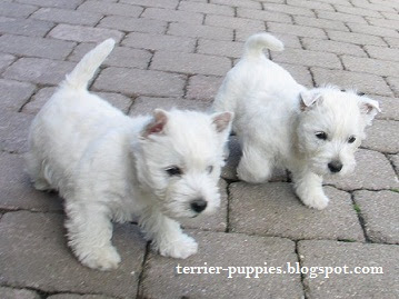 Terrier Dog Puppies Pictures