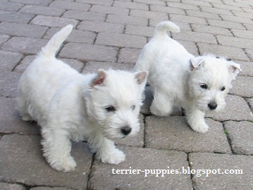 Terrier Dog Puppies Pictures