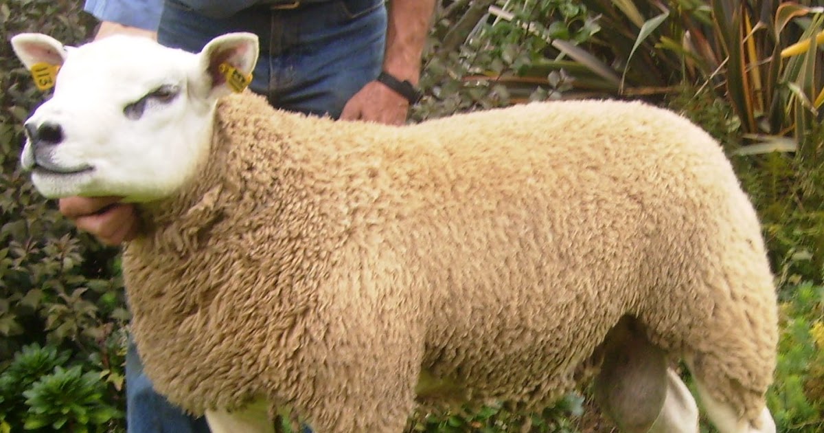 The Sheep Whisperer How much are EWE Worth?