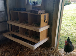 coop chicken nesting come tour eggs daily ducks horizon structures stake chickens lay spots least boxes quick winter under were