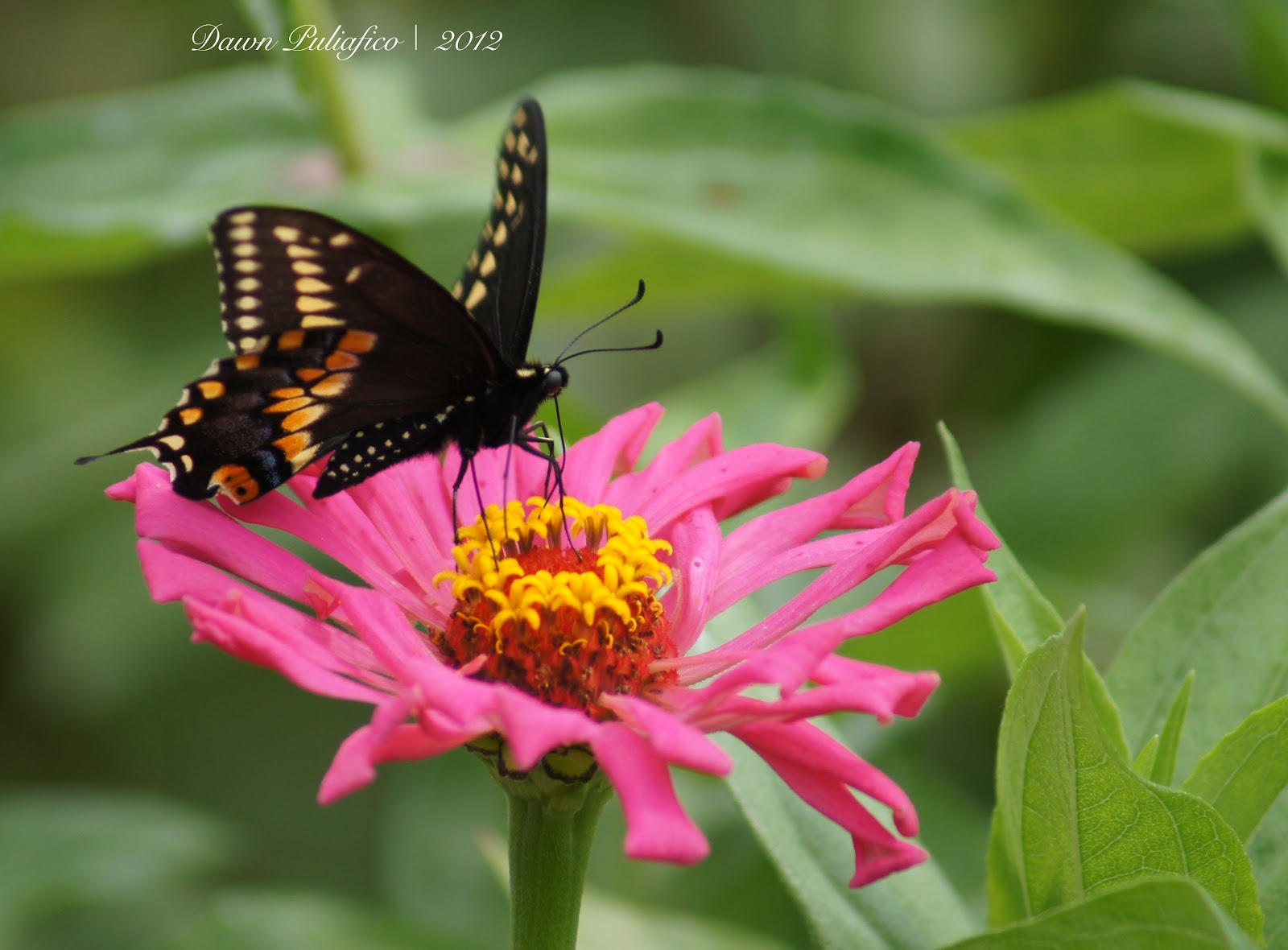 Things with Wings Massachusetts Butterflies