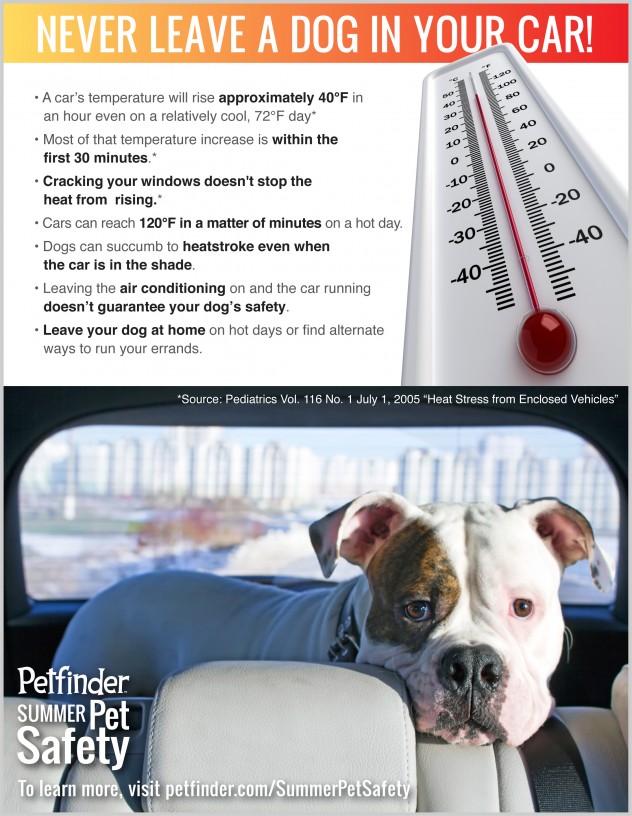 Carma Poodale Dogs In Hot Cars