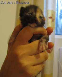 Gatito en adopción y consejos II