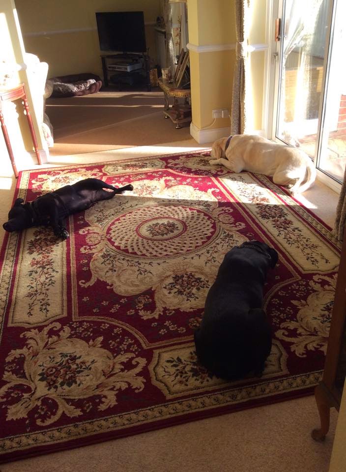 The Dog House Rescue Mollie & Jason A True Fairytale Ending