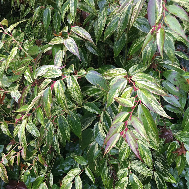 My Hingham Gardens My Love Hate Relationship With Pieris Japonica