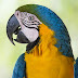 Parrot Helps Solve Murder of Its Owner