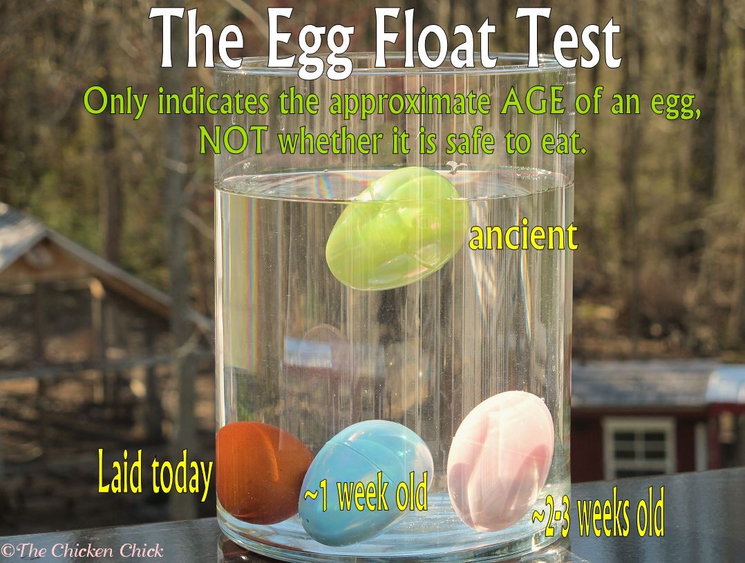 Egg Float Test- Indicates Approximate Age, NOT Egg Safety | The Chicken