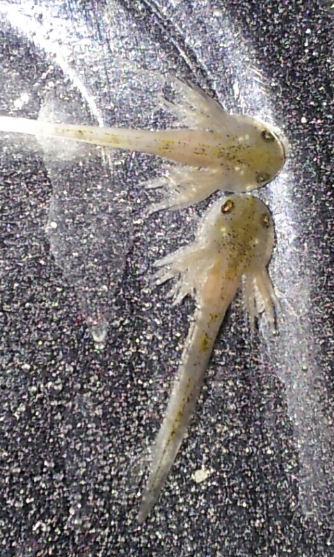 Annas Axolotl