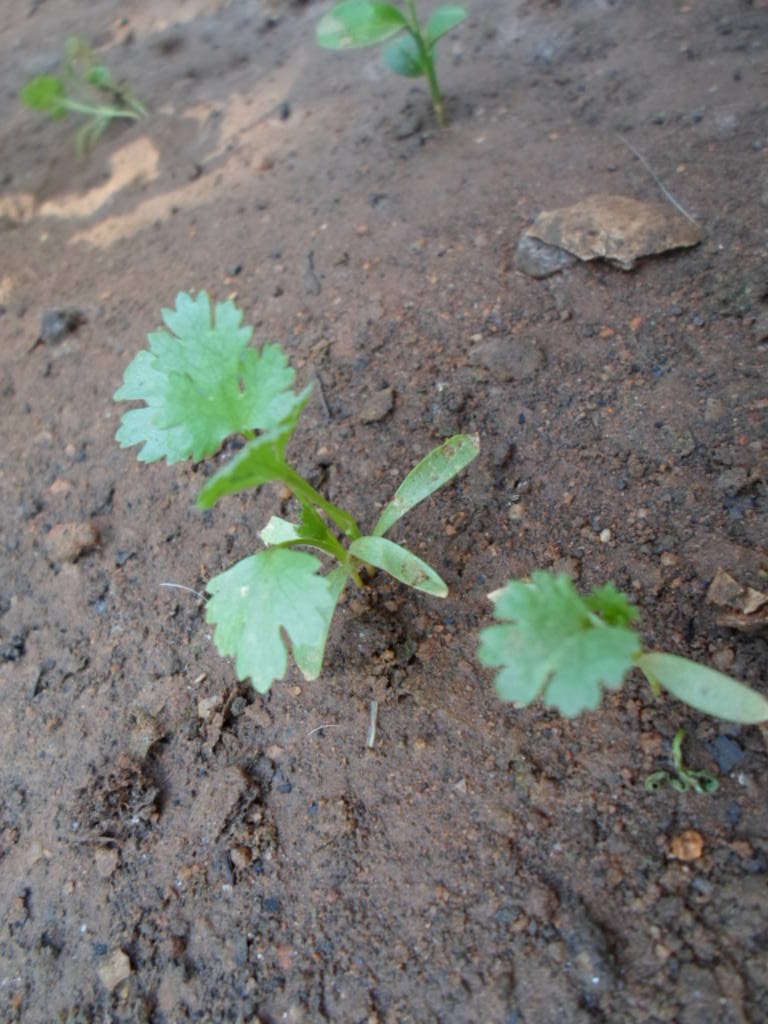Delirios del Rey Freak: Dejemos de ser la puta petrolera de algunos
