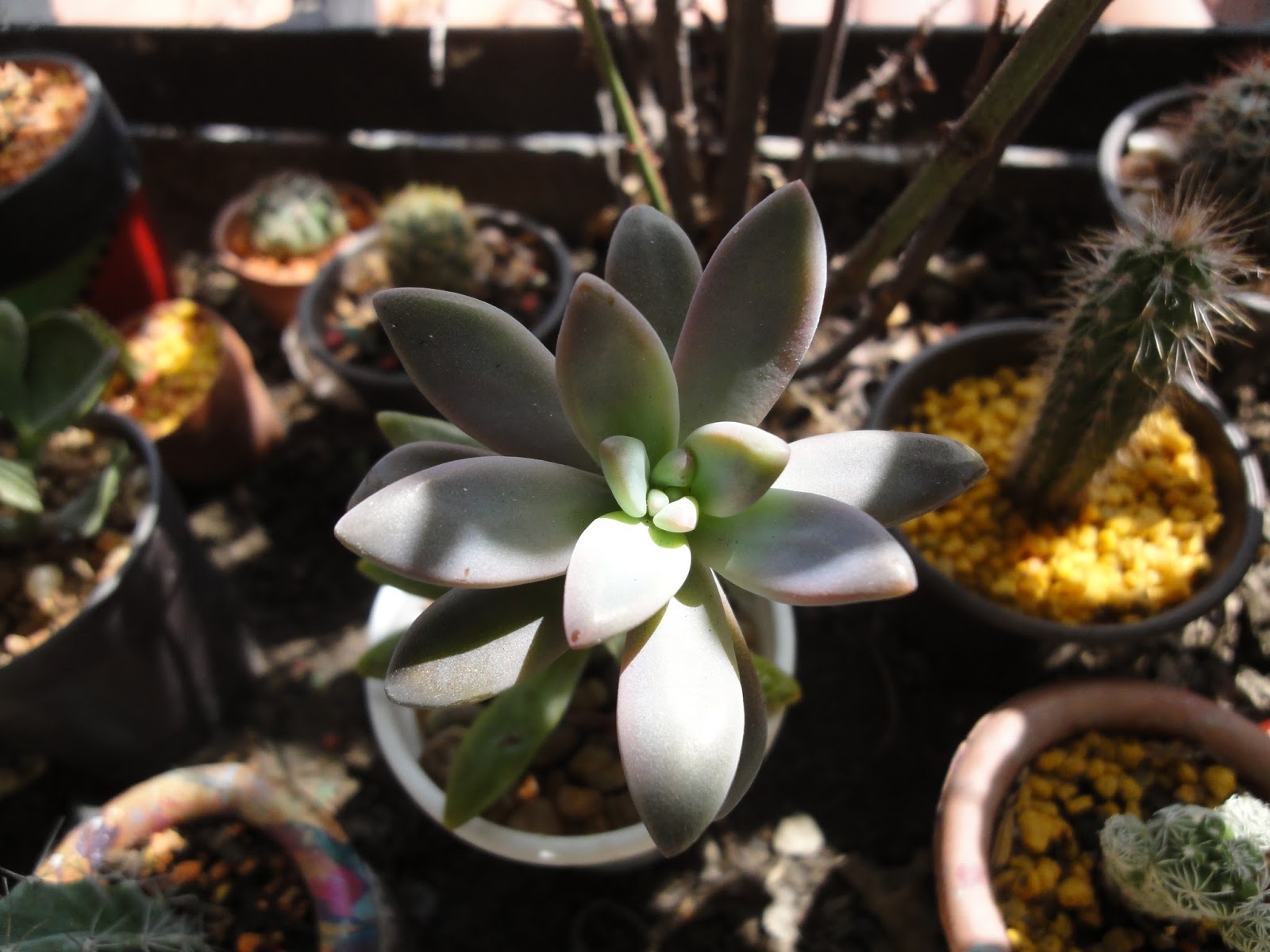 5 consejos para cultivar suculentas saperes