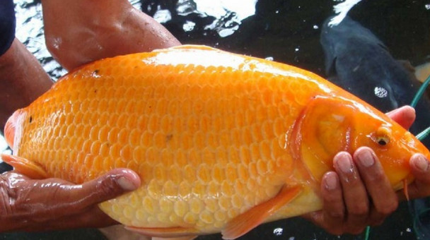 Daftar Umpan Ikan Mas Liar Dan Galatama Jitu