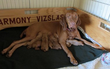 Seven beautiful puppies and Mom is doing fine!