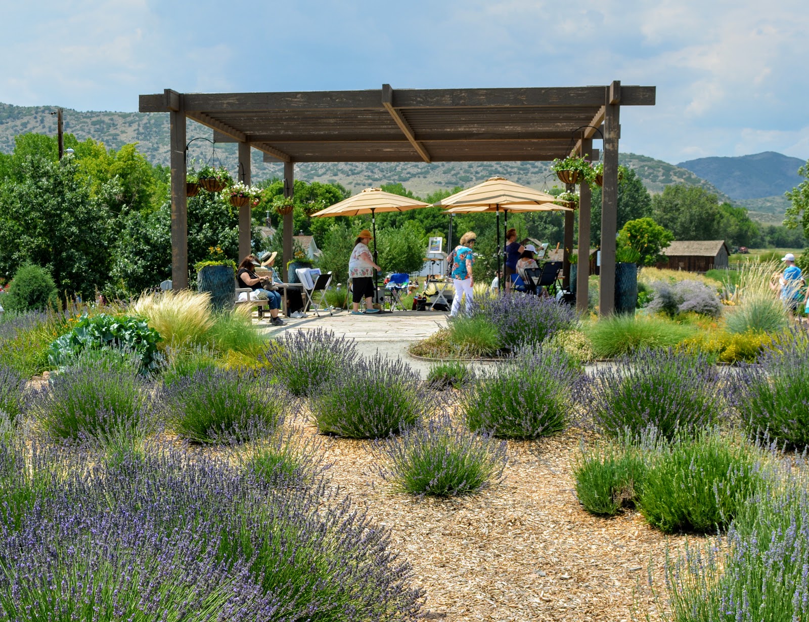 Mille Fiori Favoriti Lavender Festival at the Denver Botanic Gardens
