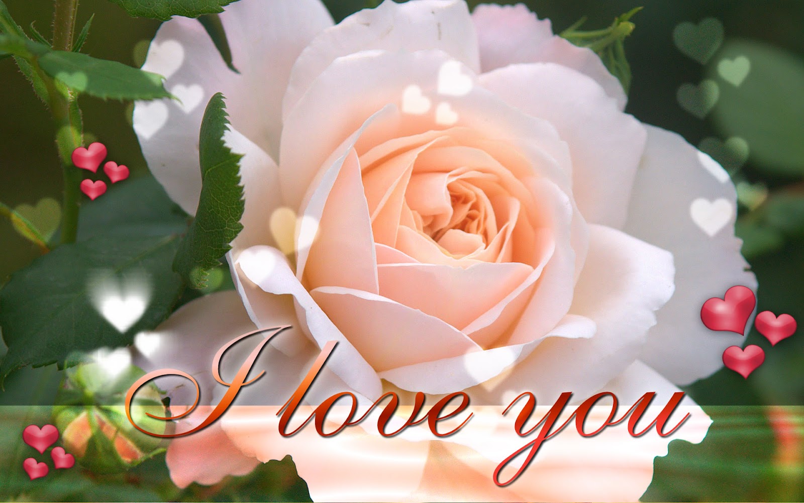 Funny Pictures Gallery: Love roses wallpapers, love rose flower ...