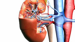 venas renales y arterias renales