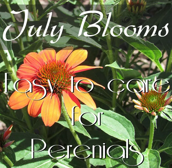 Low maintenance perennials for the garden