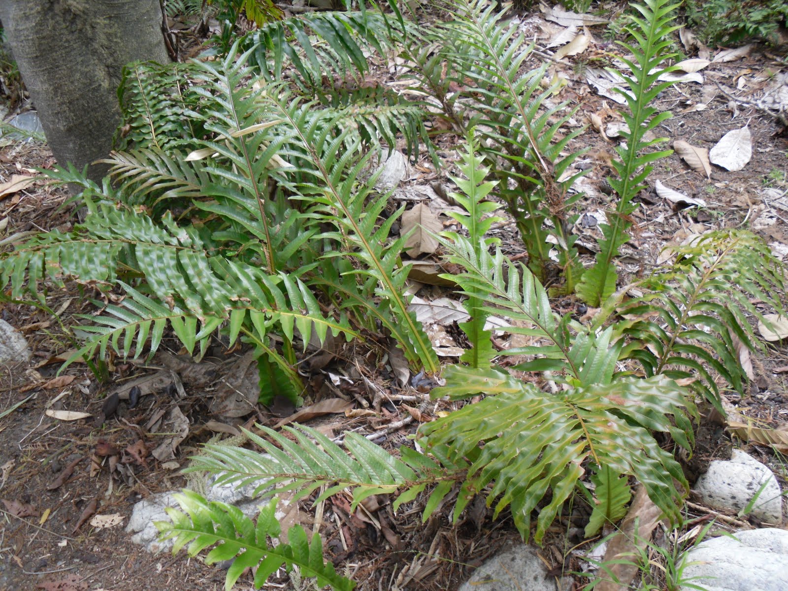 Lillian Lee and Jin Park&rsquo;s Plant Collection: Bear&rsquo;s Paw Fern