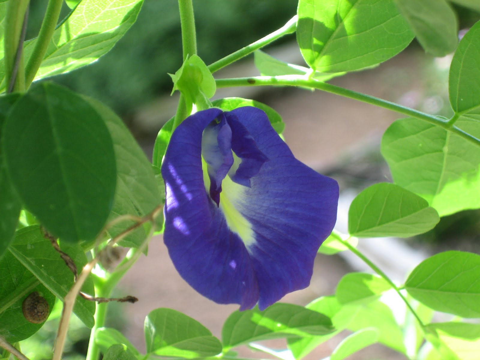 lisa bonassin's garden: what's blooming now - butterfly pea vine 07