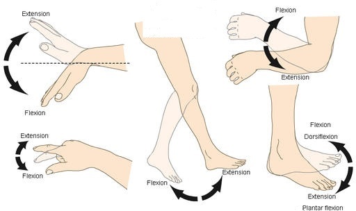 Anatomy Of Movement 050412 Vector Clip Art Free Clip Art Images