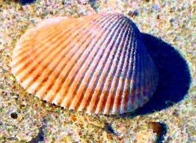 Seashell at Hunting Island State Park in South Carolina, photo by Dear Miss Mermaid