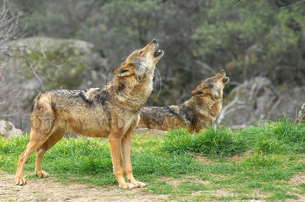 FOTO Y VIDA SALVAJE: El lobo ibérico en peligro