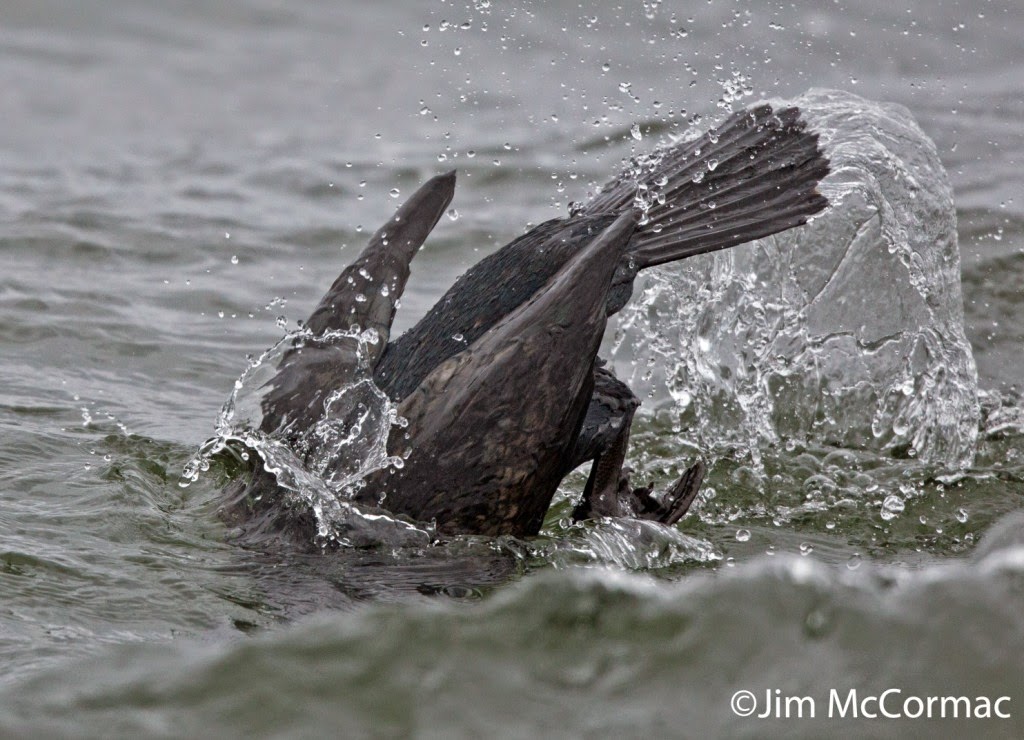 Ohio Birds and Biodiversity Cormorant battles giant fish!