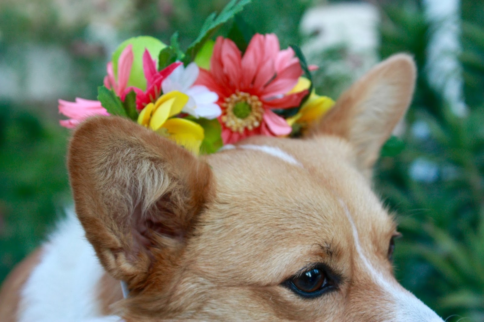 Love, Nessa DIY Dog Flower Crown
