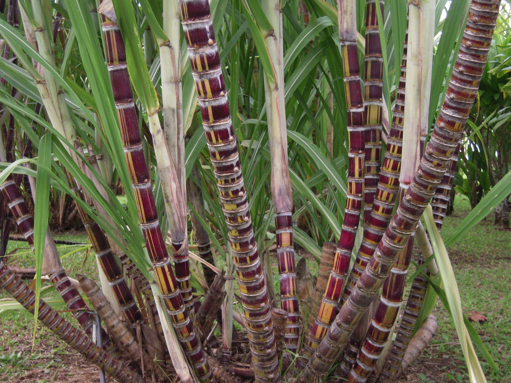 Cachorro pode comer cana Clearance