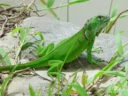 cara merawat iguana