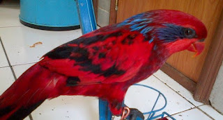 Kumpulan Gambar Burung Nuri Lengkap