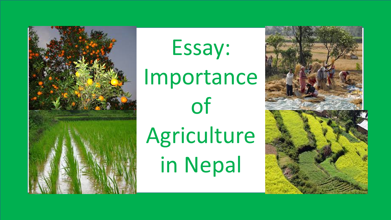 importance of agriculture in nepal essay